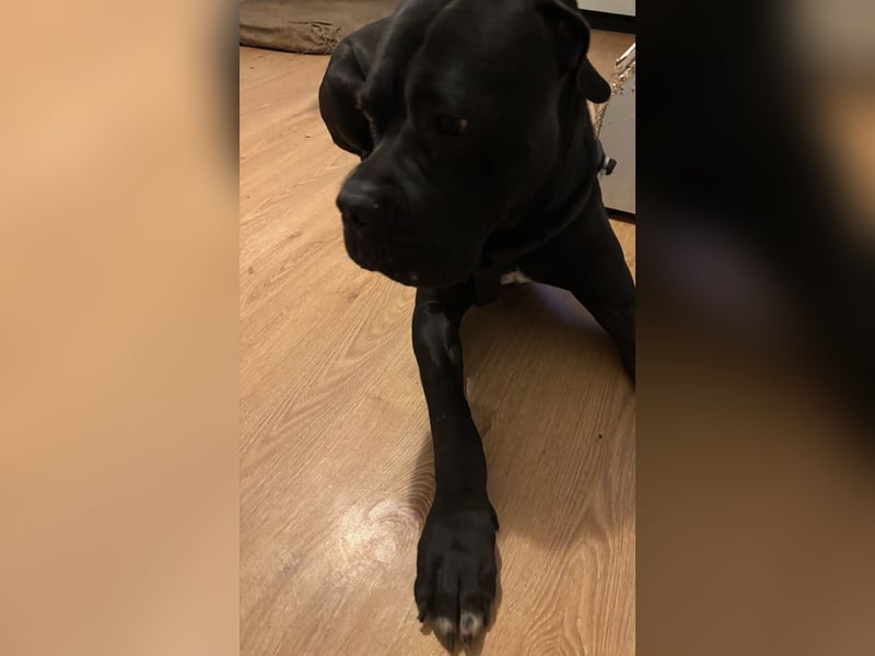 Cane Corso Rüde (12 Monate) sucht liebevolles Zuhause