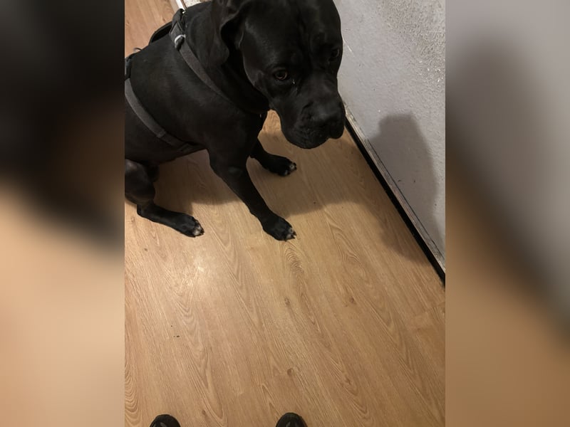 Cane Corso Rüde (12 Monate) sucht liebevolles Zuhause
