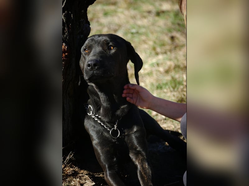 Leo, Cane Corso Mischlingsrüde