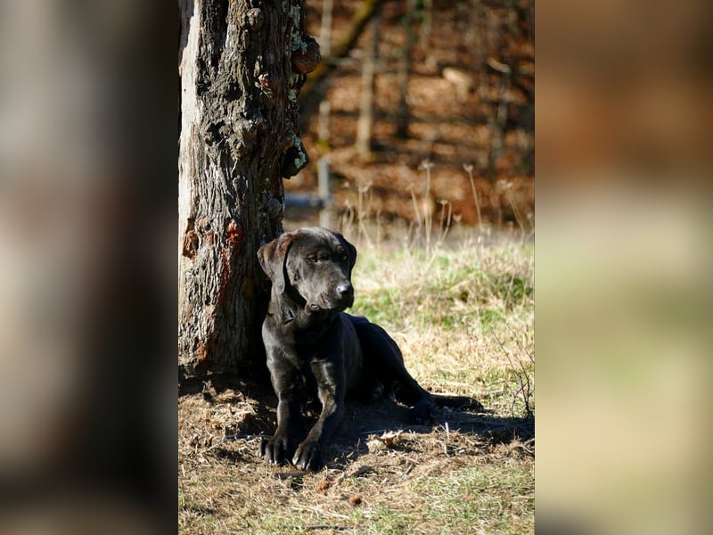 Leo, Cane Corso Mischlingsrüde
