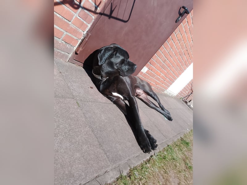 Cane Corso x Deutsche Dogge Mix Rüde