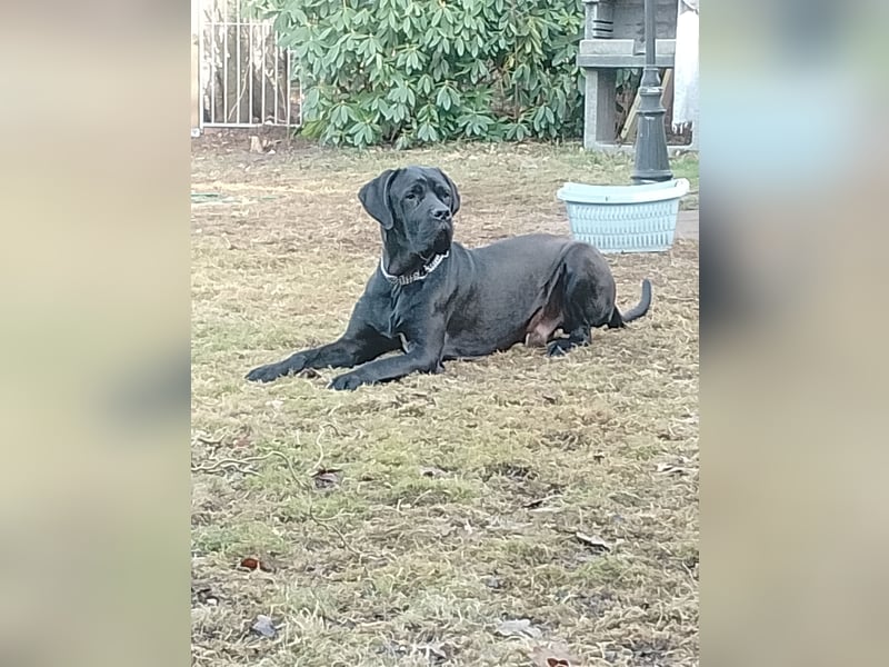 Cane Corso x Deutsche Dogge Mix Rüde