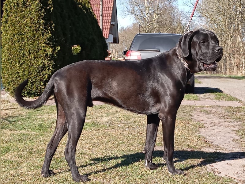 Cane Corso x Deutsche Dogge Mix Rüde