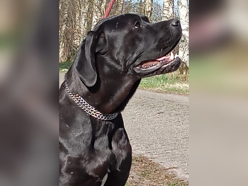 Cane Corso x Deutsche Dogge Mix Rüde