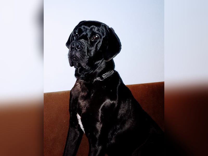 Cane Corso x Deutsche Dogge Mix Rüde