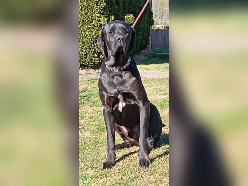 Cane Corso x Deutsche Dogge Mix Rüde