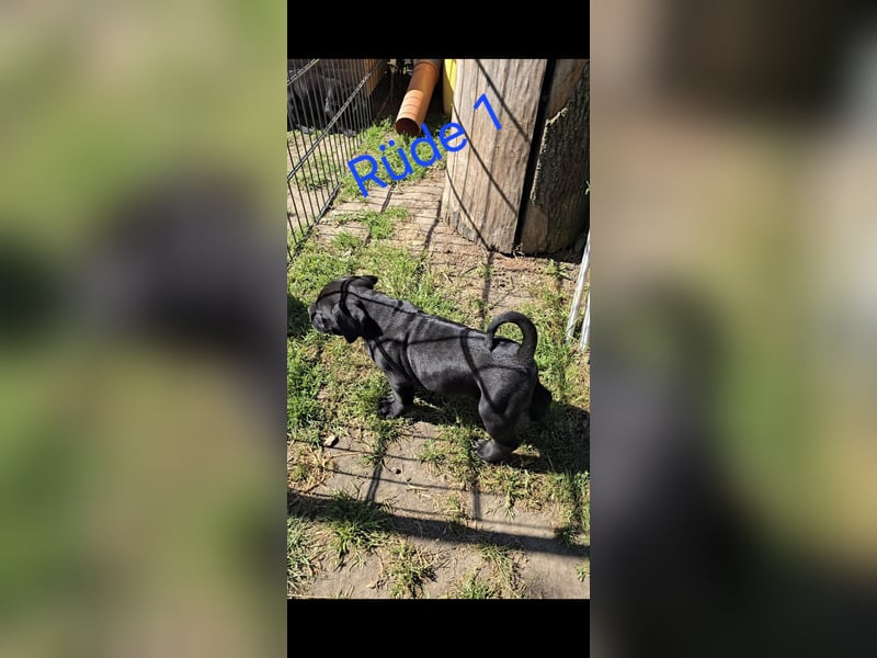 Presa Canario x Cane Corso 