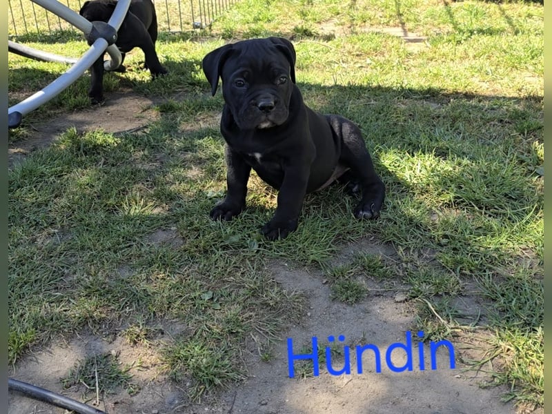Presa Canario x Cane Corso 