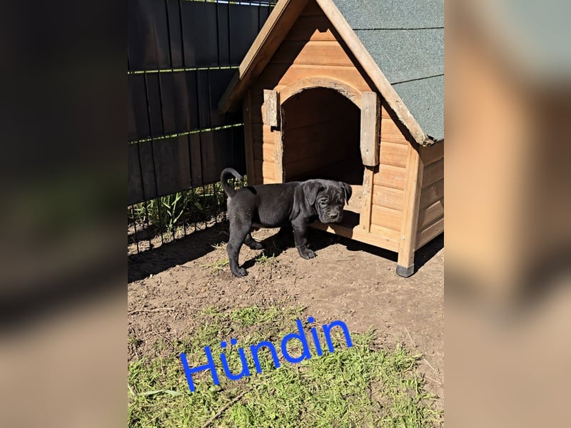 Presa Canario x Cane Corso 