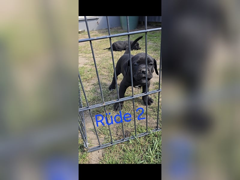 Presa Canario x Cane Corso 