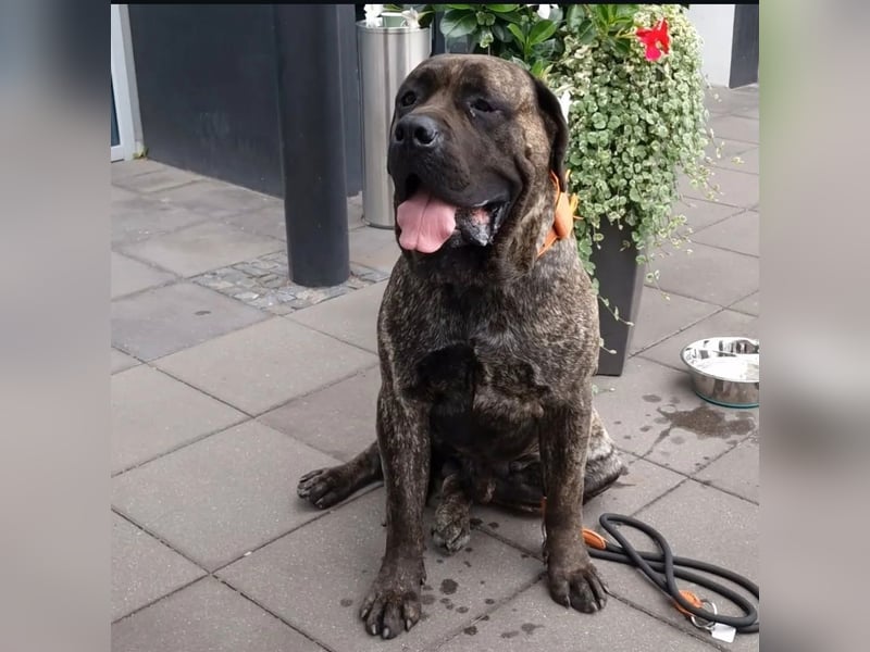 Presa Canario x Cane Corso 
