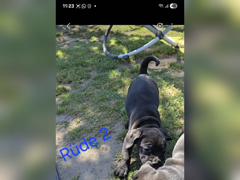 Presa Canario x Cane Corso 