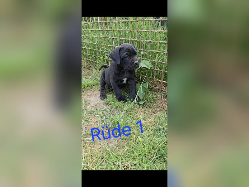 Presa Canario x Cane Corso 