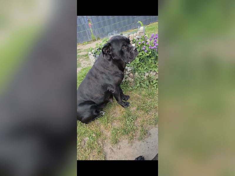 Presa Canario x Cane Corso 