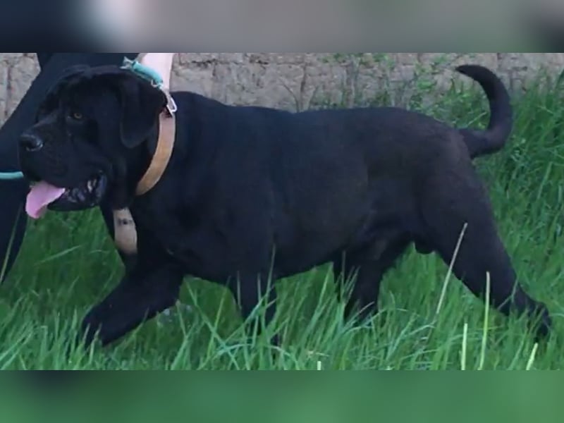 TOP junger Cane Corso Rüde mit FCI-Stammbaum