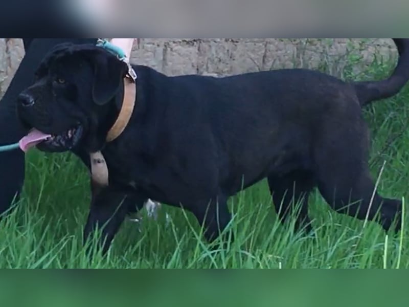 TOP junger Cane Corso Rüde mit FCI-Stammbaum