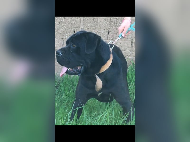 TOP junger Cane Corso Rüde mit FCI-Stammbaum