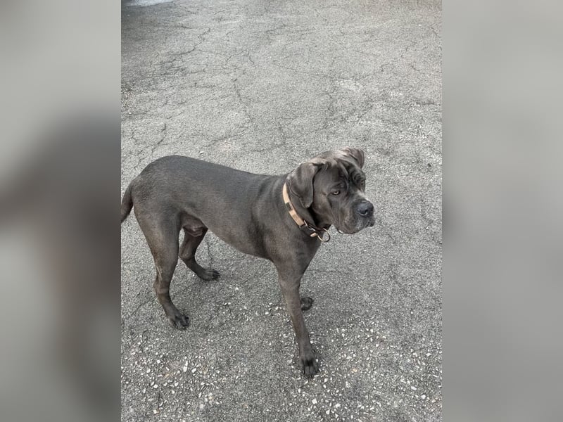 Liebevoller Cane Corso
