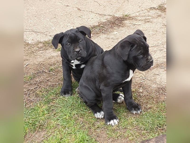 Cane corso welpen