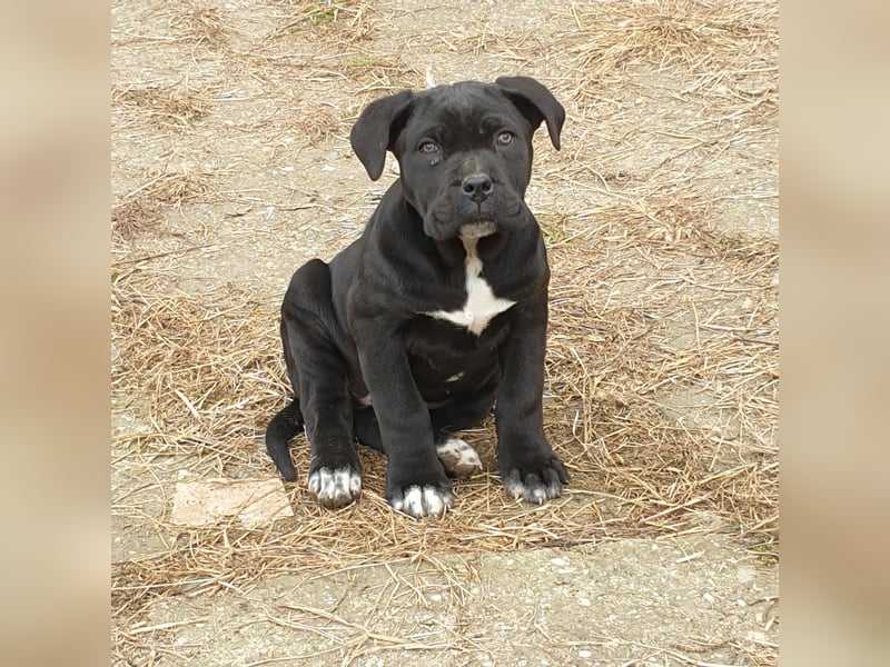 Cane corso welpen
