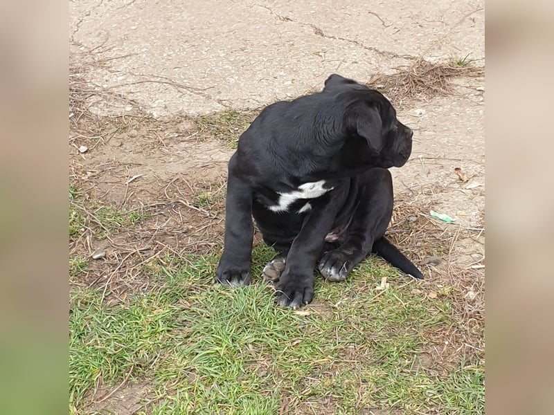 Cane corso welpen