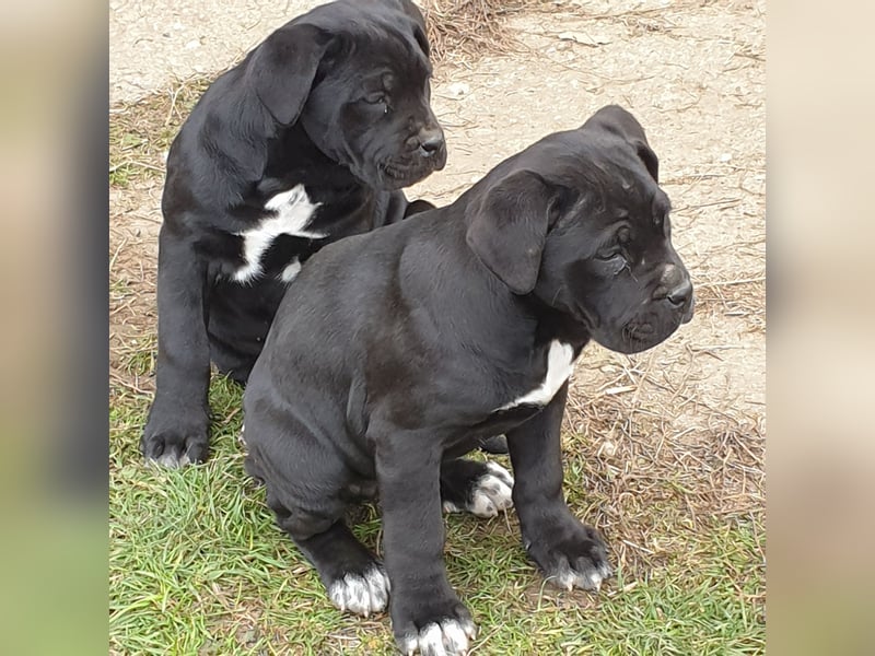 Cane corso welpen