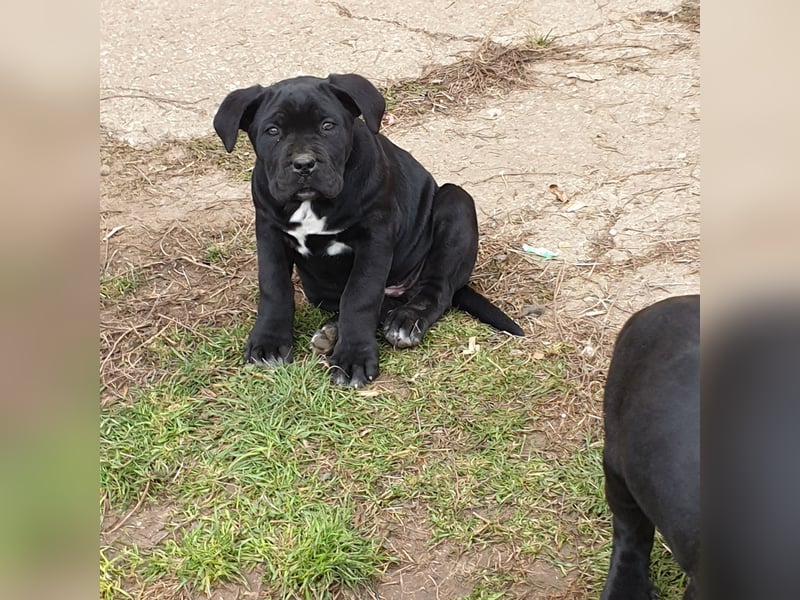 Cane corso welpen