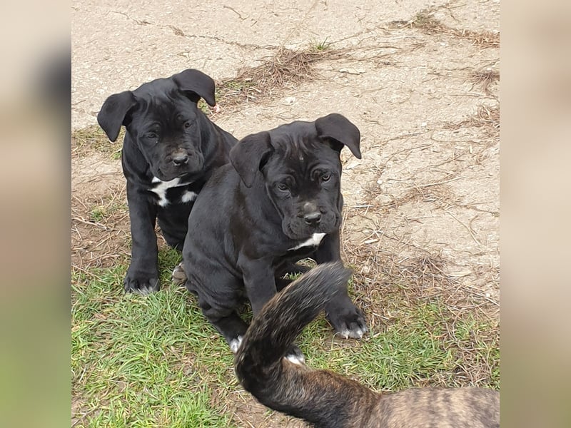 Cane corso welpen