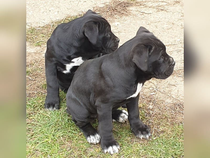 Cane corso welpen