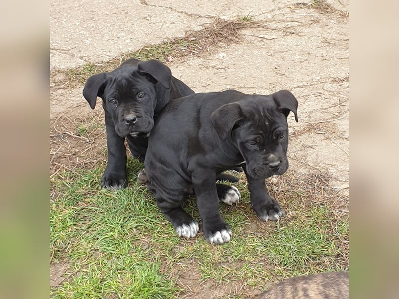 Cane corso welpen