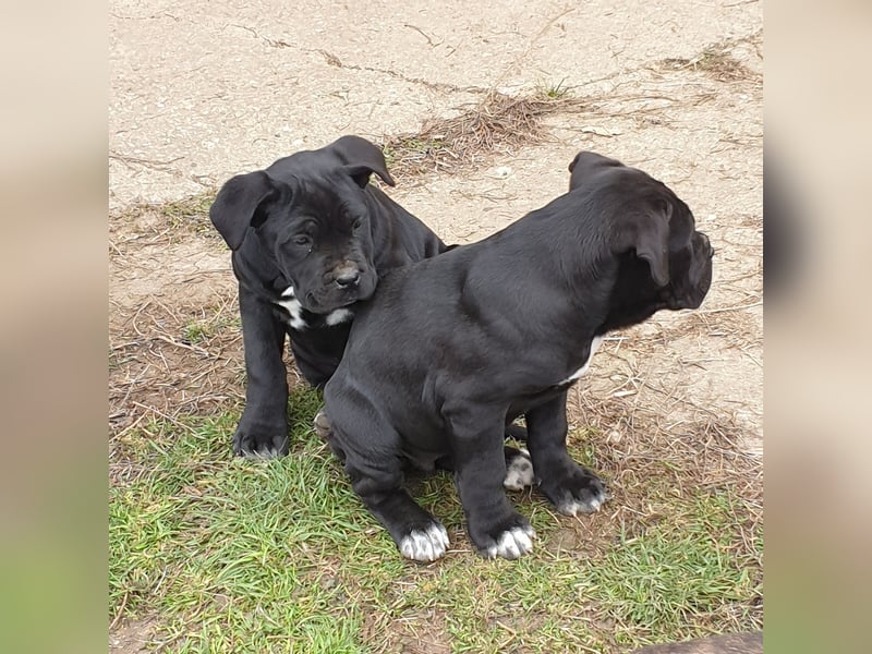 Cane corso welpen