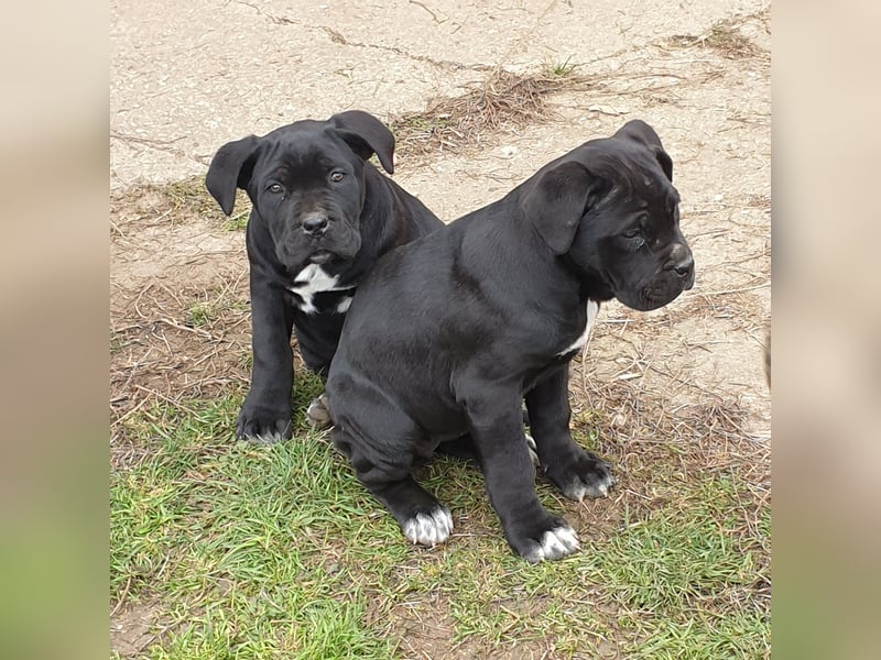 Cane corso welpen