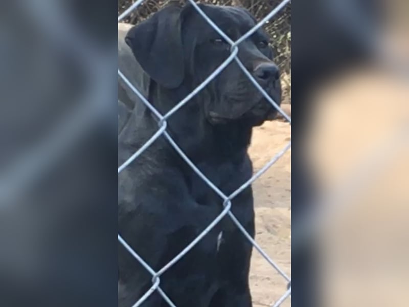 Cane Corso Welpen, reine italienische Linien! TOP-Stammbaum!