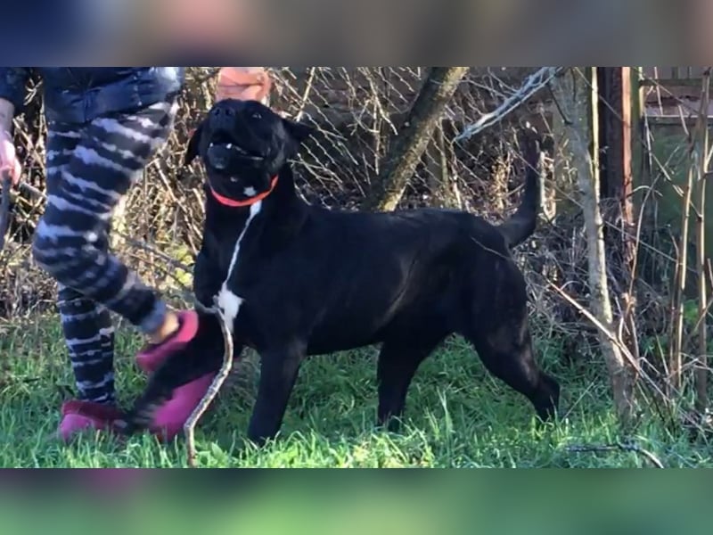 Cane Corso Welpen, reine italienische Linien! TOP-Stammbaum!