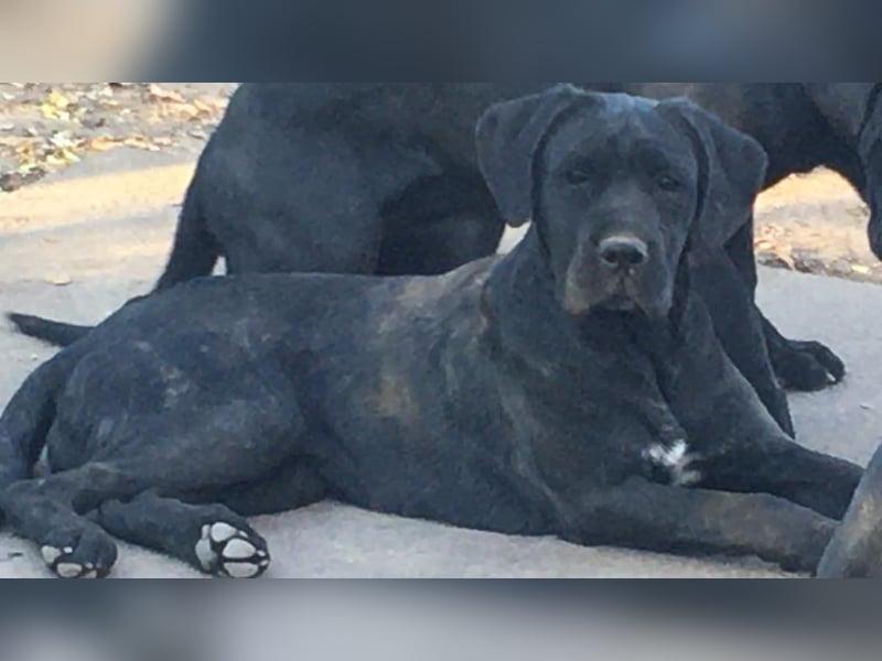Cane Corso Welpen, reine italienische Linien! TOP-Stammbaum!