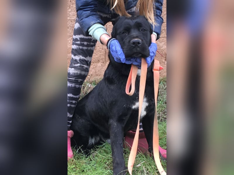 Cane Corso Welpen, reine italienische Linien! TOP-Stammbaum!