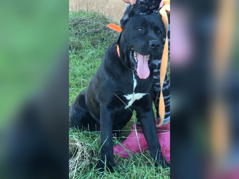 Cane Corso Welpen, reine italienische Linien! TOP-Stammbaum!