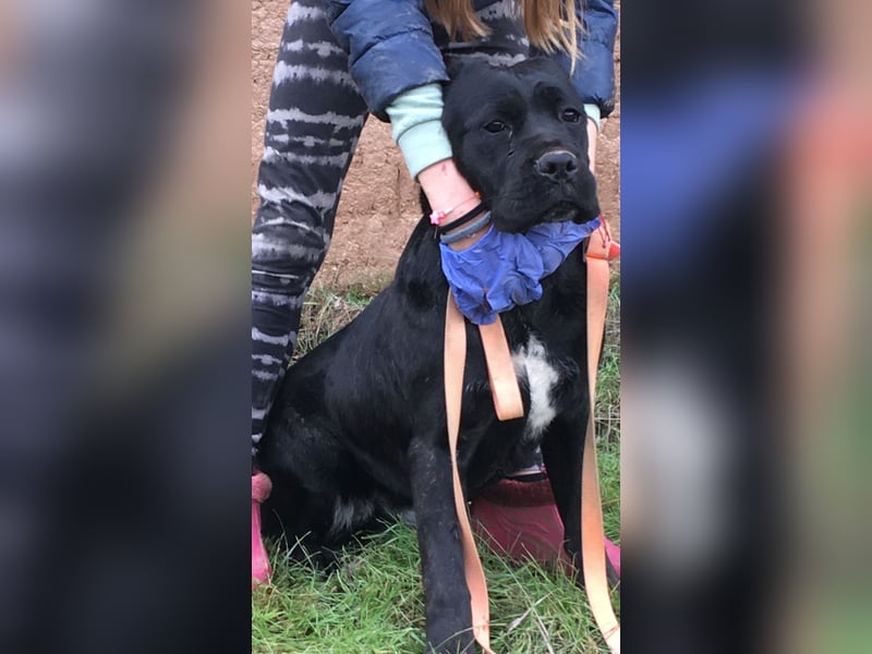Cane Corso Welpen, reine italienische Linien! TOP-Stammbaum!