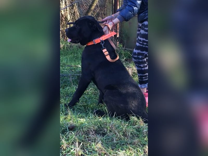 Cane Corso Welpen, reine italienische Linien! TOP-Stammbaum!