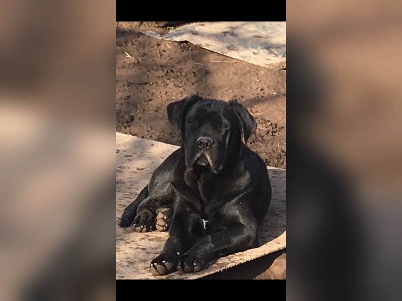 Cane Corso Welpen, reine italienische Linien! TOP-Stammbaum!