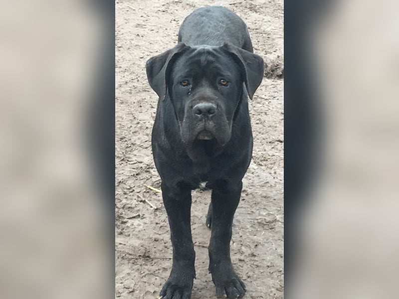 Cane Corso Welpen, reine italienische Linien! TOP-Stammbaum!