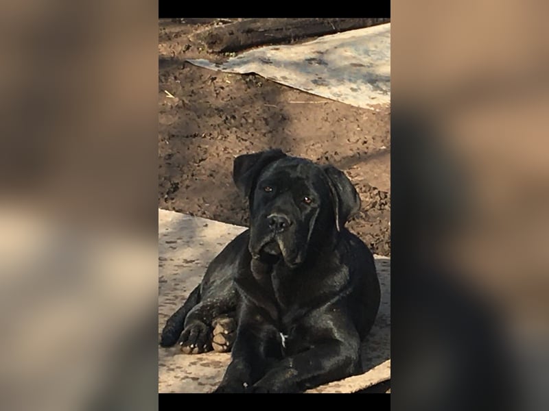 Cane Corso Welpen, reine italienische Linien! TOP-Stammbaum!