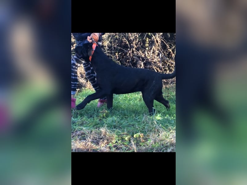 Cane Corso Welpen, reine italienische Linien! TOP-Stammbaum!