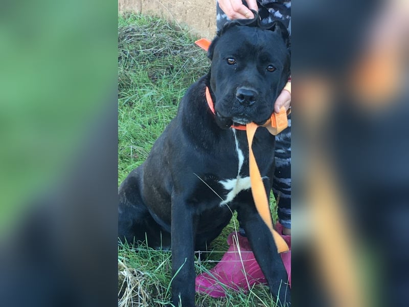 Cane Corso Welpen, reine italienische Linien! TOP-Stammbaum!