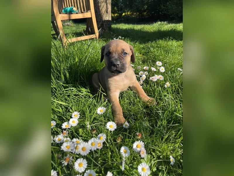 Cane Corso / Boerboel Welpen Abgabe ab Ende Mai