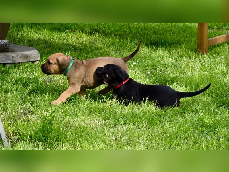 Cane Corso / Boerboel Welpen Abgabe ab Ende Mai