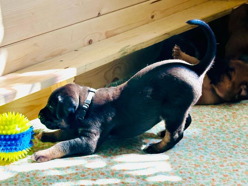 Cane Corso / Boerboel Welpen Abgabe ab Ende Mai