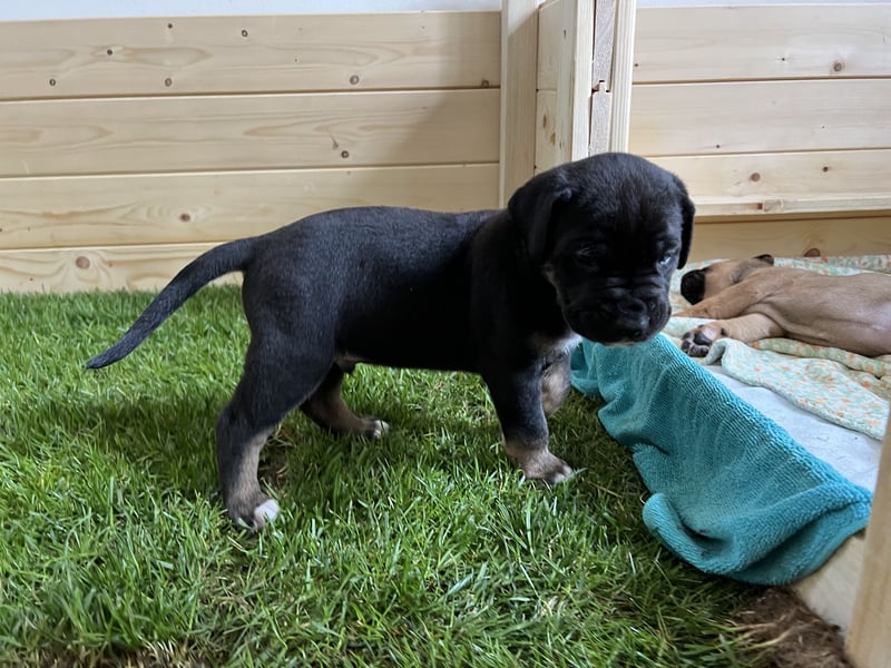 Cane Corso / Boerboel Welpen Abgabe ab Ende Mai