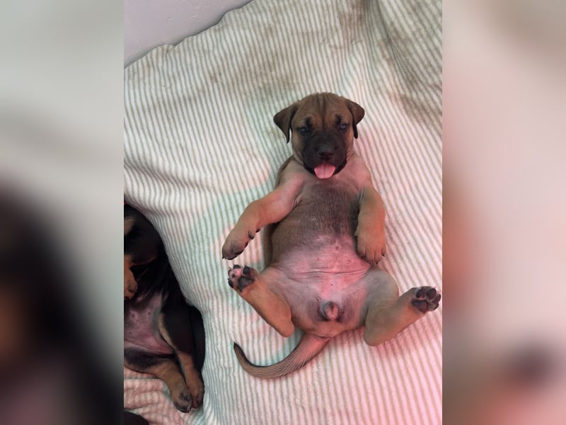 Cane Corso / Boerboel Welpen Abgabe ab Ende Mai