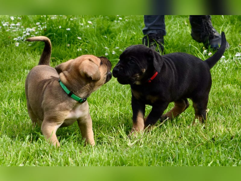 Cane Corso / Boerboel Welpen Abgabe ab Ende Mai